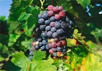 Армения – страна коньяка и вин. Традиции тысячелетий